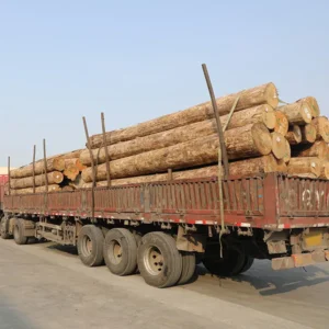 Wood log preparation for plywood production.