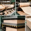 How birch plywood is made from birch logs through the plywood production process