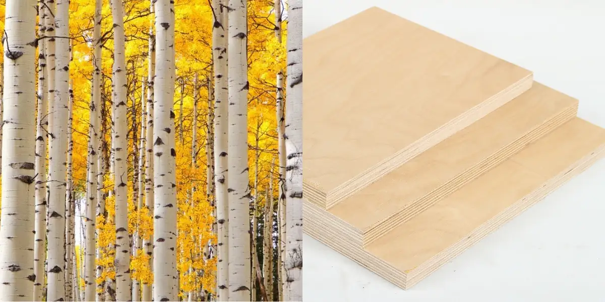 birch plywood number of plies showing multiple veneer layers