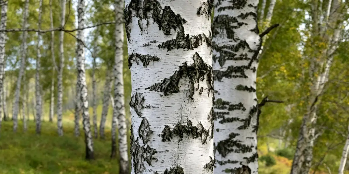 birch wood grain close-up showing fine texture